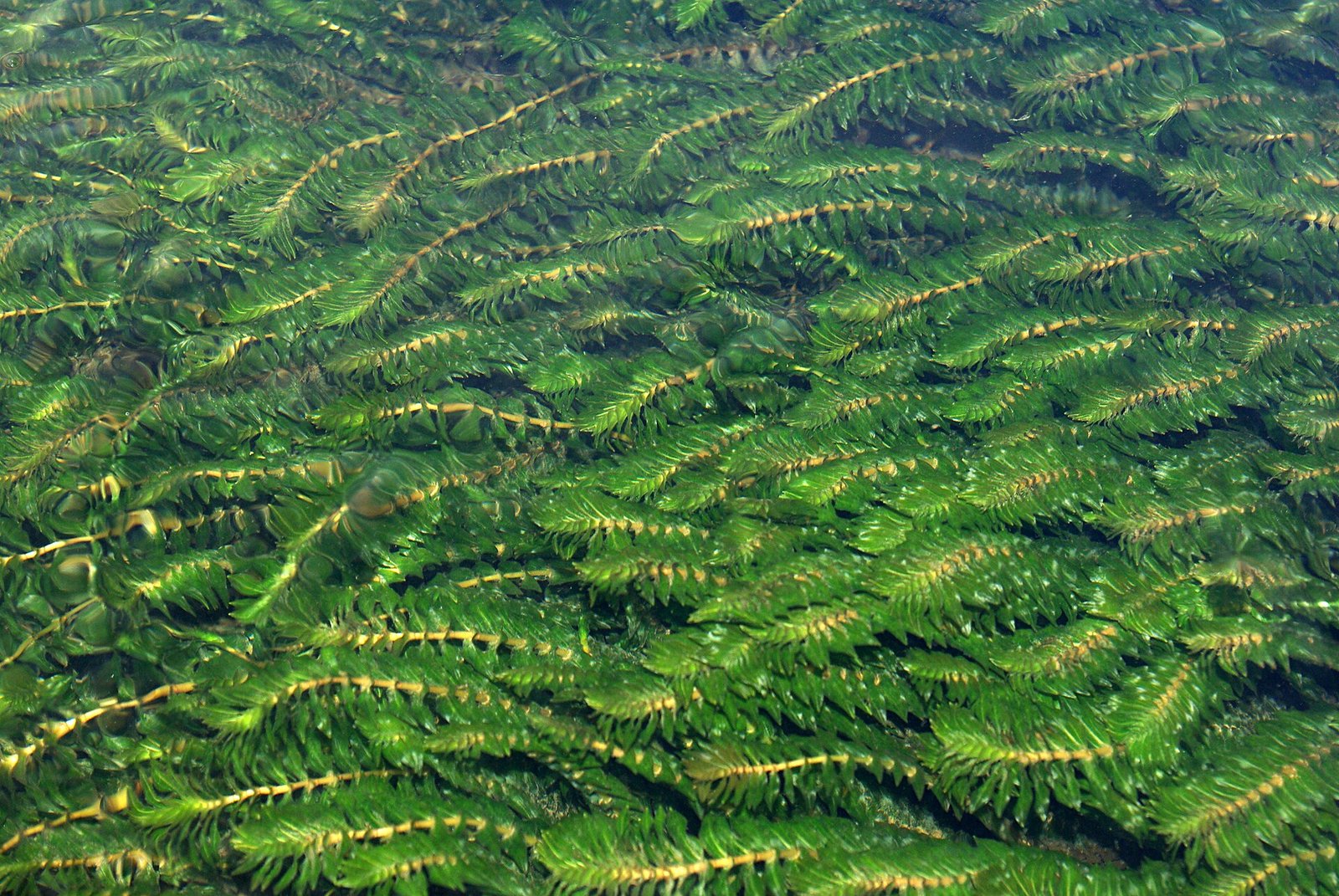 Groenlândia