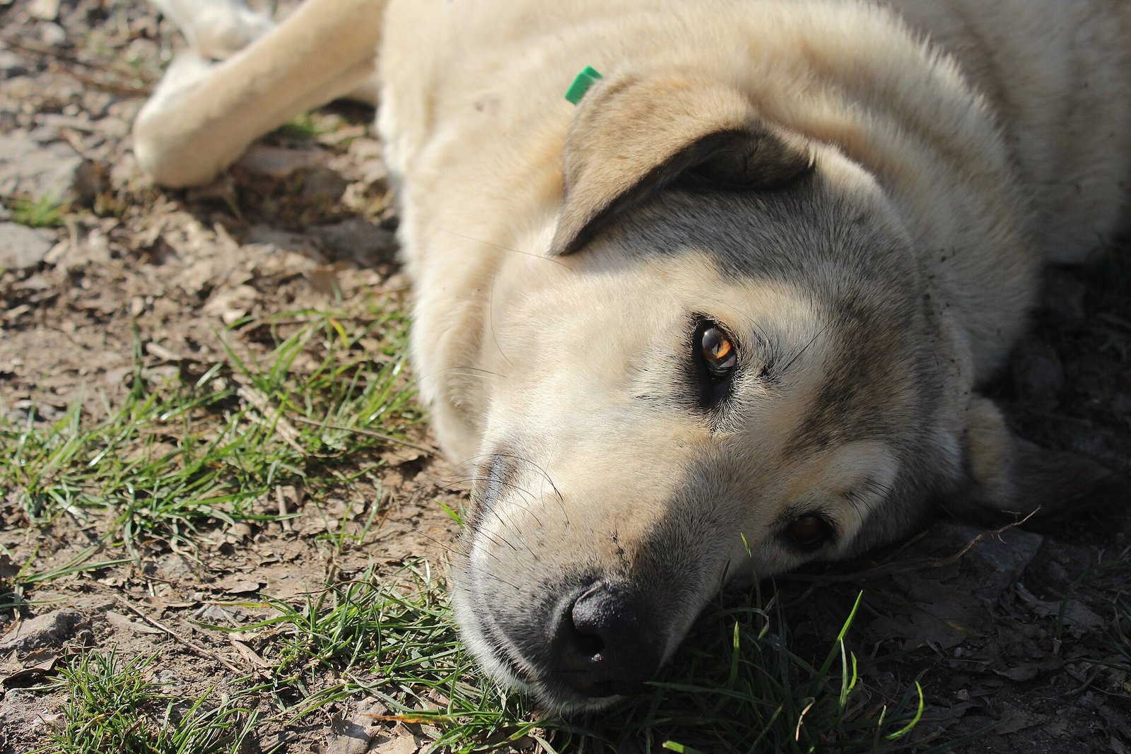 Cão