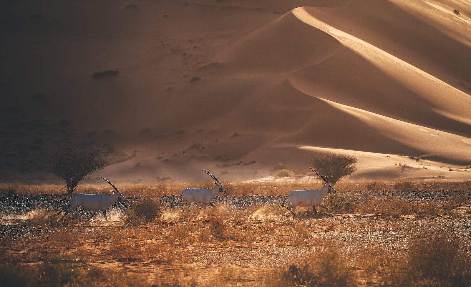 Reserva Uruq Bani Ma'arid