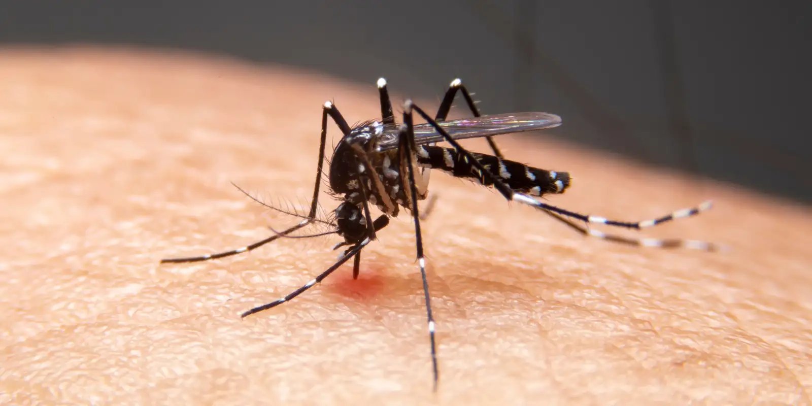 Mosquito Aedes aegypti
