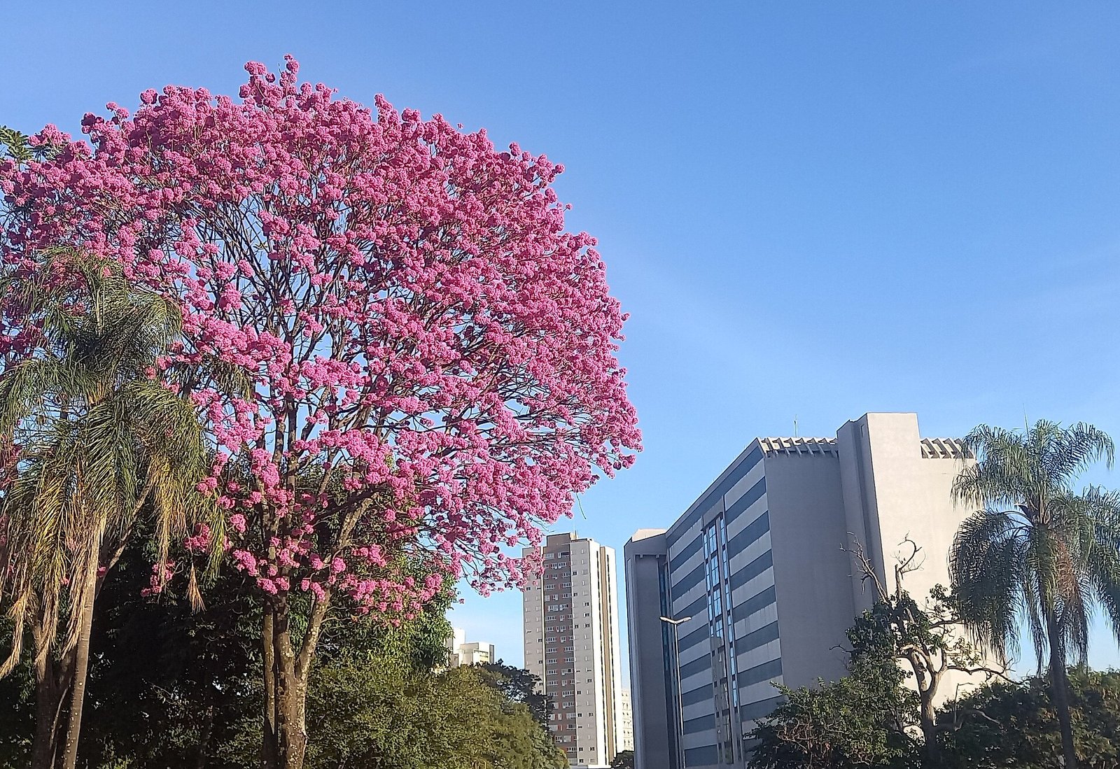 Universidade de São Paulo