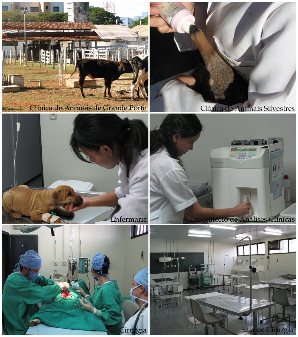 Veterinária