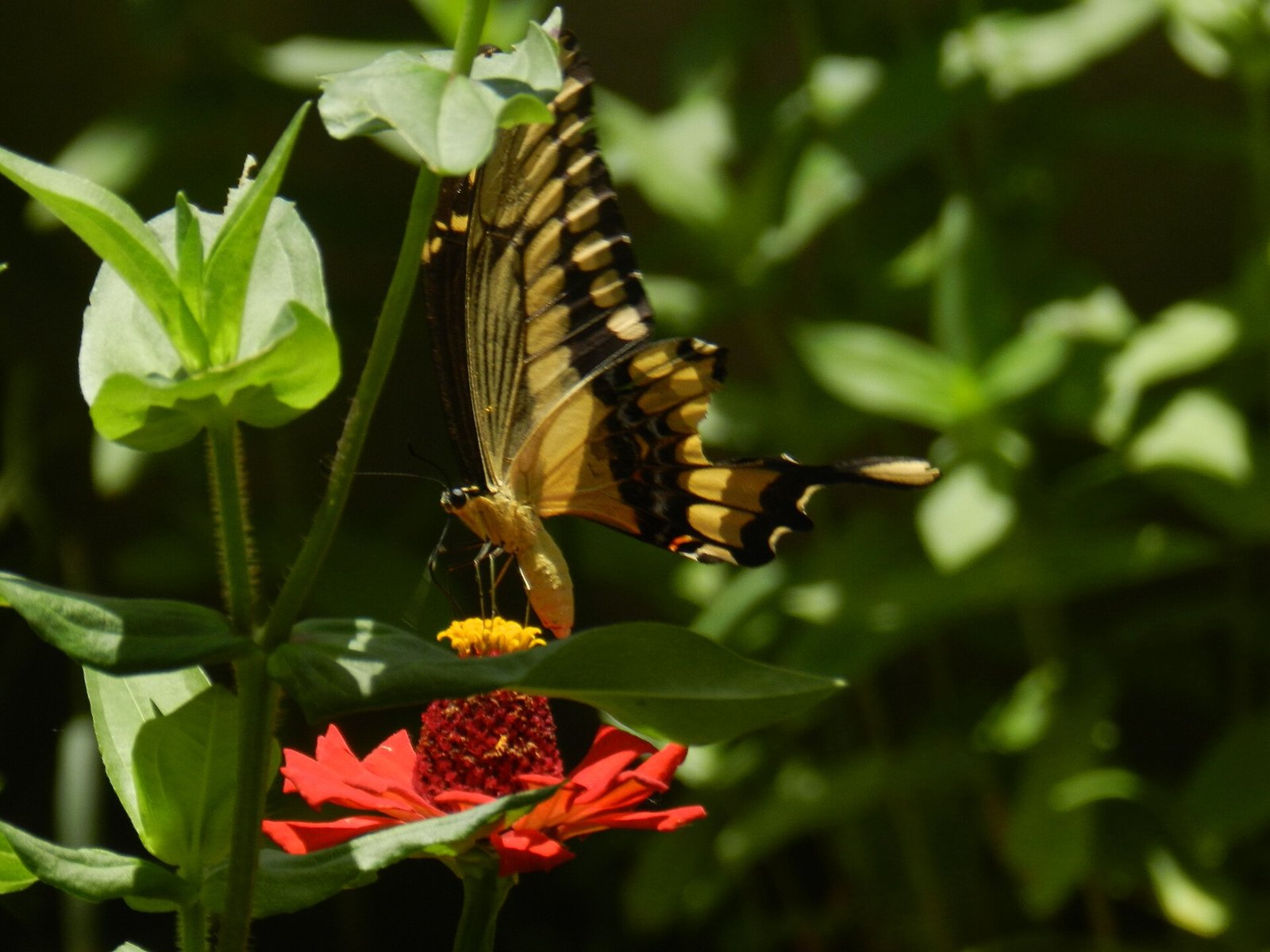 Borboleta