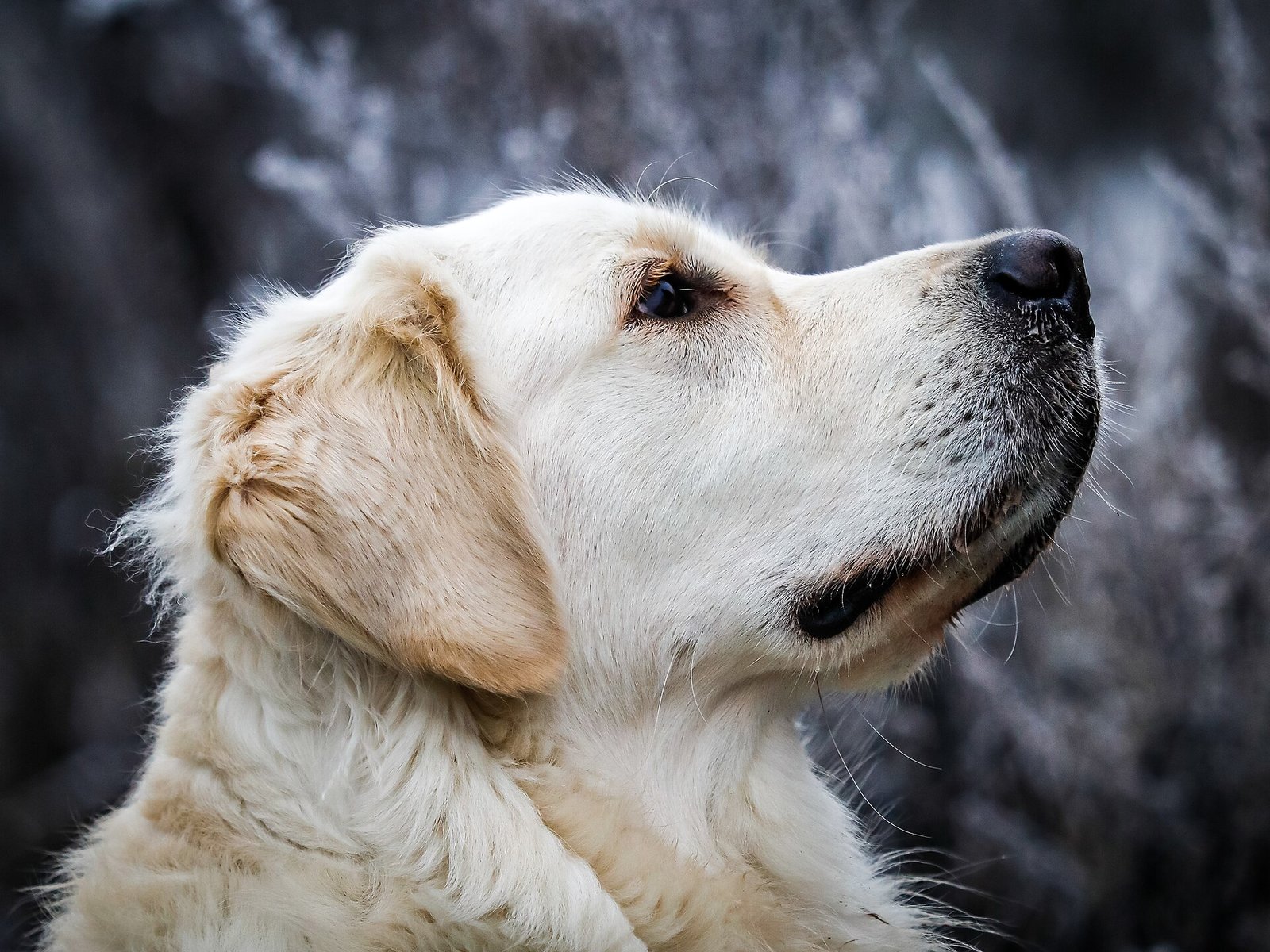 Cão da raça Golden Retriever